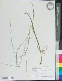 Glyceria melicaria image