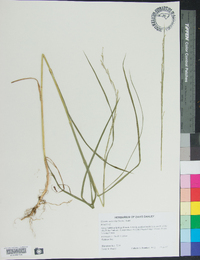 Glyceria melicaria image