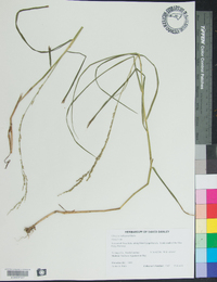 Glyceria melicaria image