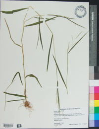 Leersia virginica image