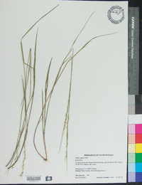 Melica mutica image