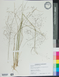 Muhlenbergia capillaris image