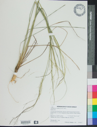 Muhlenbergia capillaris image