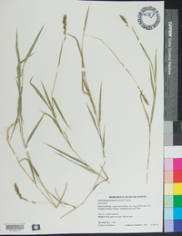 Muhlenbergia glomerata image