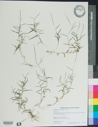 Muhlenbergia schreberi image