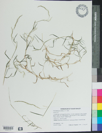 Muhlenbergia schreberi image