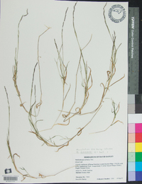 Muhlenbergia schreberi image