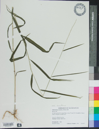 Muhlenbergia tenuiflora image