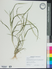 Panicum philadelphicum image