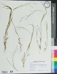 Kellochloa verrucosa image