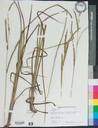 Paspalum laeve image