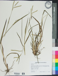 Paspalum laeve image