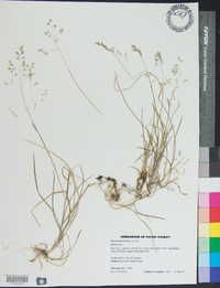 Poa autumnalis image