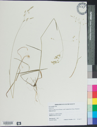 Poa cuspidata image