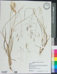 Poa cuspidata image