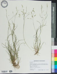 Poa cuspidata image