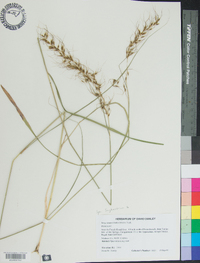 Sorghastrum elliottii image