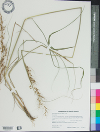 Sorghastrum elliottii image