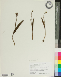 Platanthera clavellata image