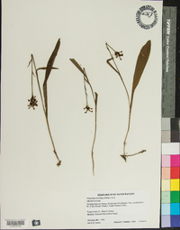 Platanthera clavellata image