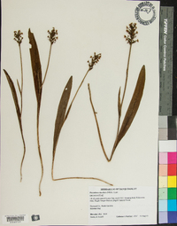 Platanthera clavellata image