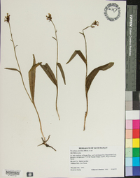 Platanthera clavellata image