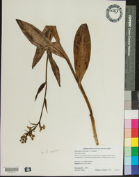 Platanthera psycodes image