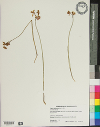 Pogonia ophioglossoides image