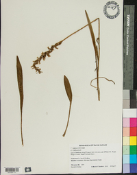 Spiranthes ovalis image