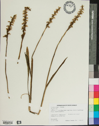 Spiranthes cernua image