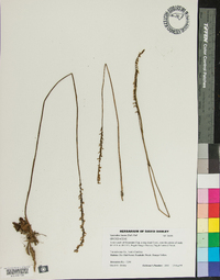 Spiranthes lacera image