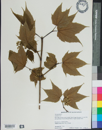 Acer spicatum image