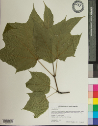 Acer pensylvanicum image