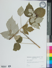 Rubus occidentalis image