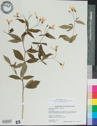 Gillenia trifoliata image