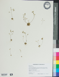 Draba verna image