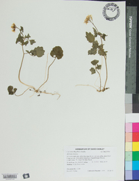 Cardamine flagellifera image