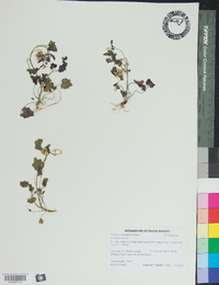 Cardamine flagellifera image