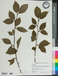 Betula alleghaniensis image