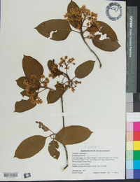 Viburnum cassinoides image