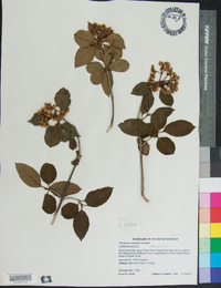 Viburnum cassinoides image