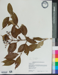 Viburnum cassinoides image
