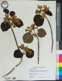 Viburnum lantanoides image