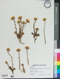 Tussilago farfara image