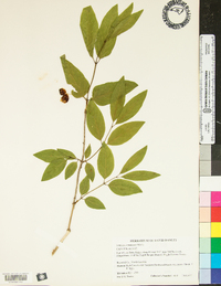 Lonicera canadensis image