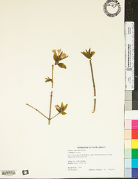 Lonicera canadensis image