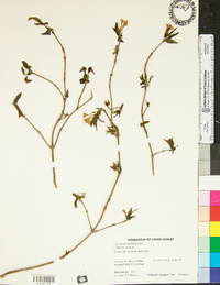 Lonicera canadensis image