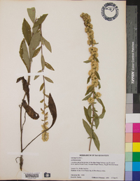 Solidago bicolor image