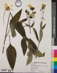 Silphium dentatum image