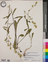 Solidago speciosa image